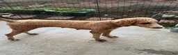 Standard Poodle dogs for sale: Duke - Ad 12