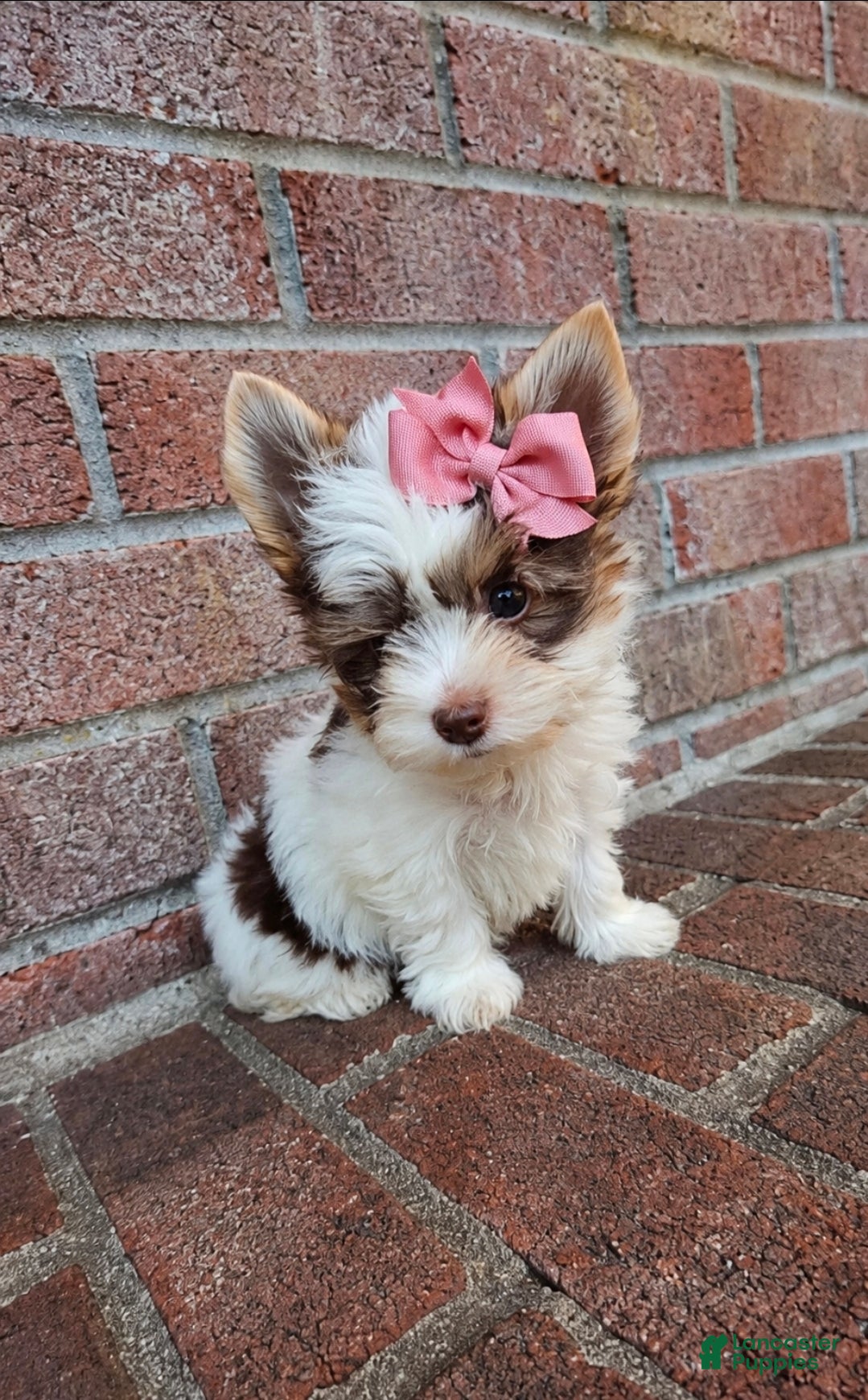Biewer Terrier dogs Biewer Terrier 5 - Ad 2