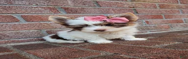 Biewer Terrier 5
