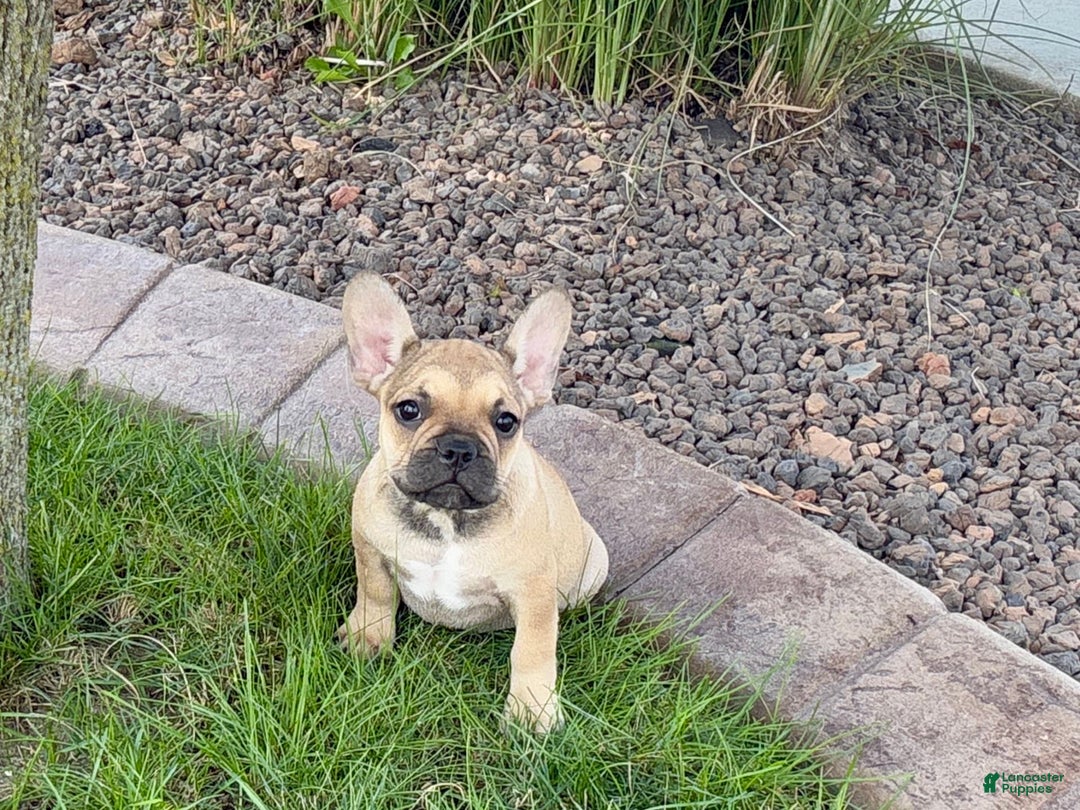 French Bulldog dogs for sale: Sandy - Ad 5