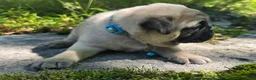 Pug dogs for sale: Jack - Ad 12