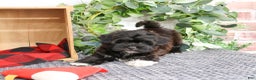 Shihpoo dogs for sale: Joey - Ad 3