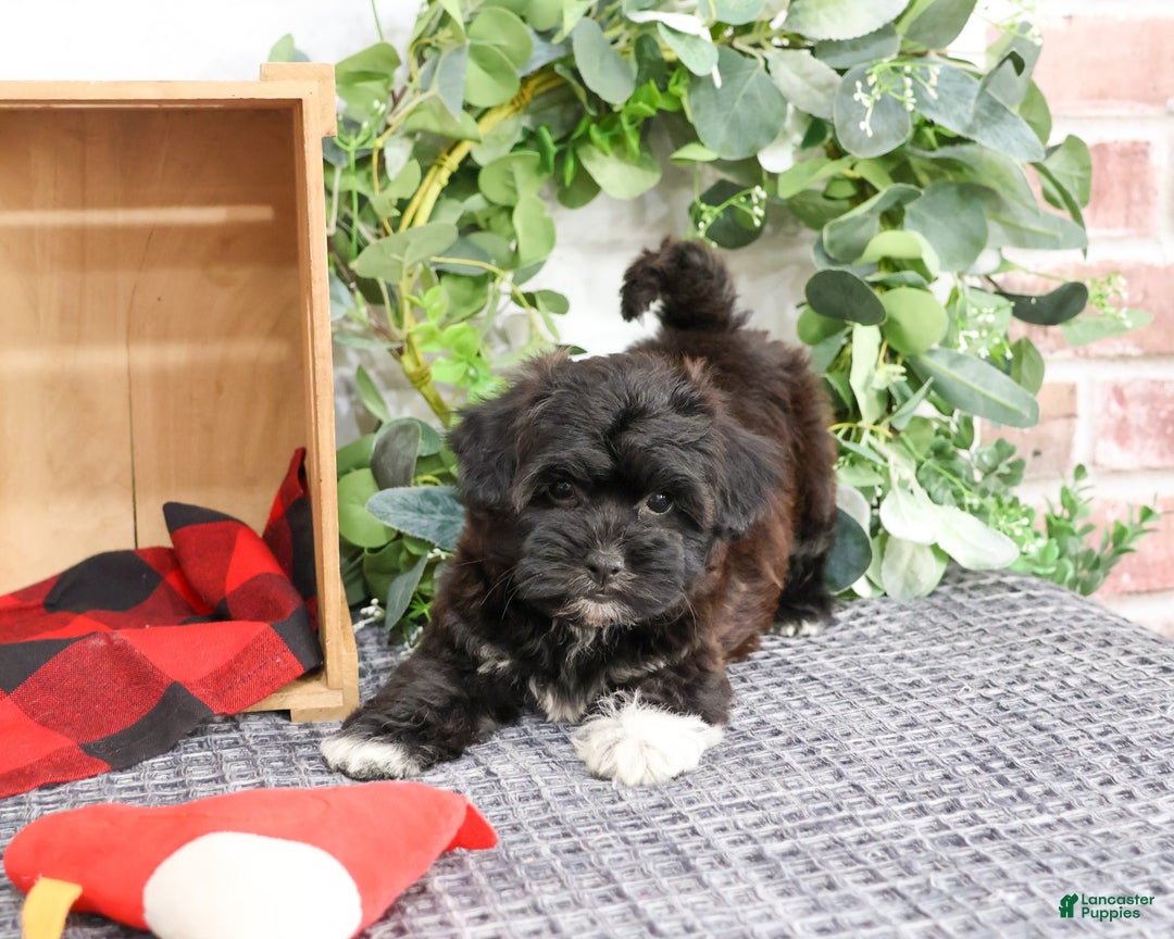 Shihpoo dogs for sale: Joey - Ad 3