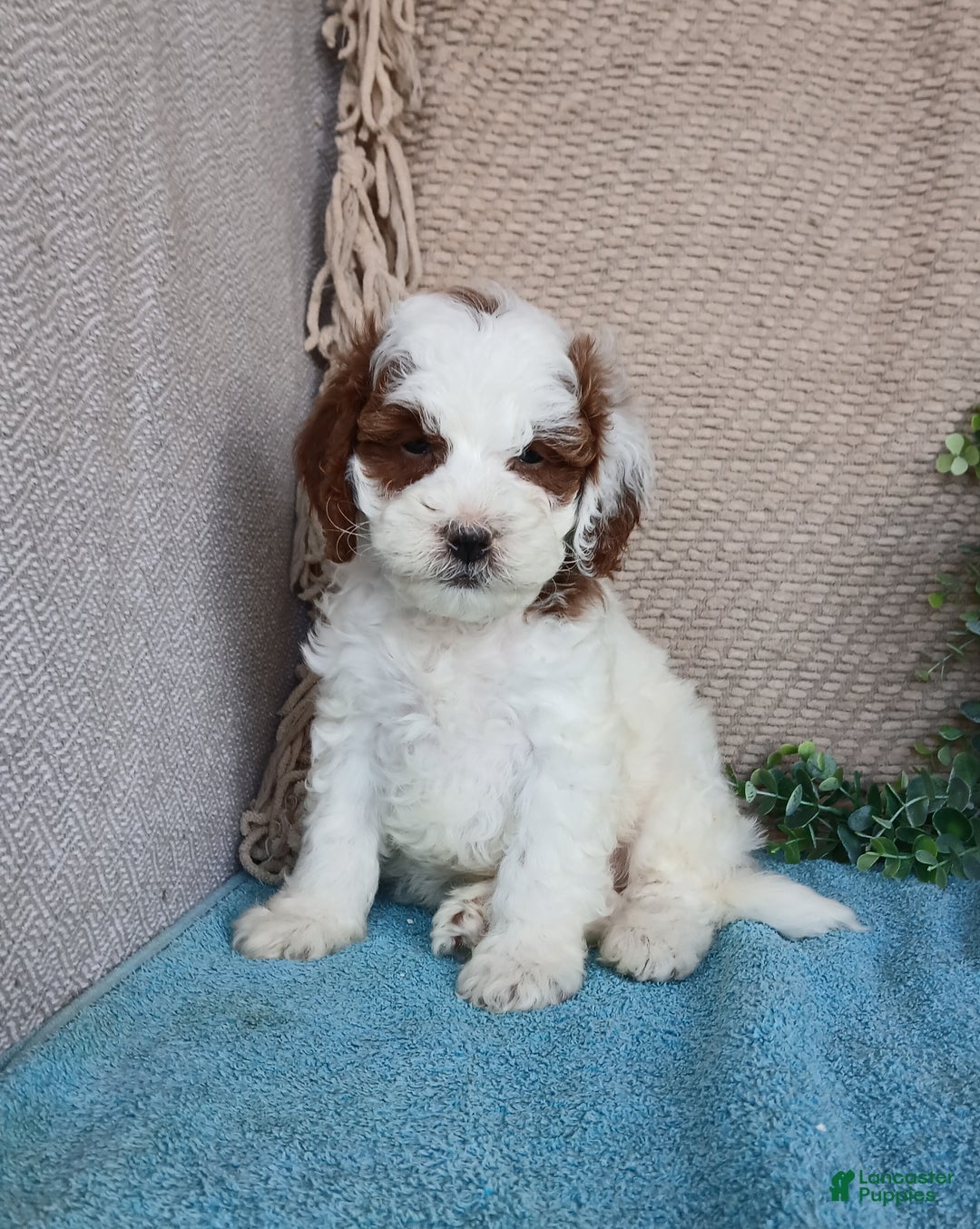 Cavapoo dogs for sale: Smokey  - Ad 1