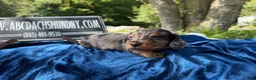 Miniature Dachshund dogs for sale: Russian dapple - Ad 8