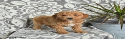 Mini Goldendoodle dogs for sale: Rusty - Ad 3