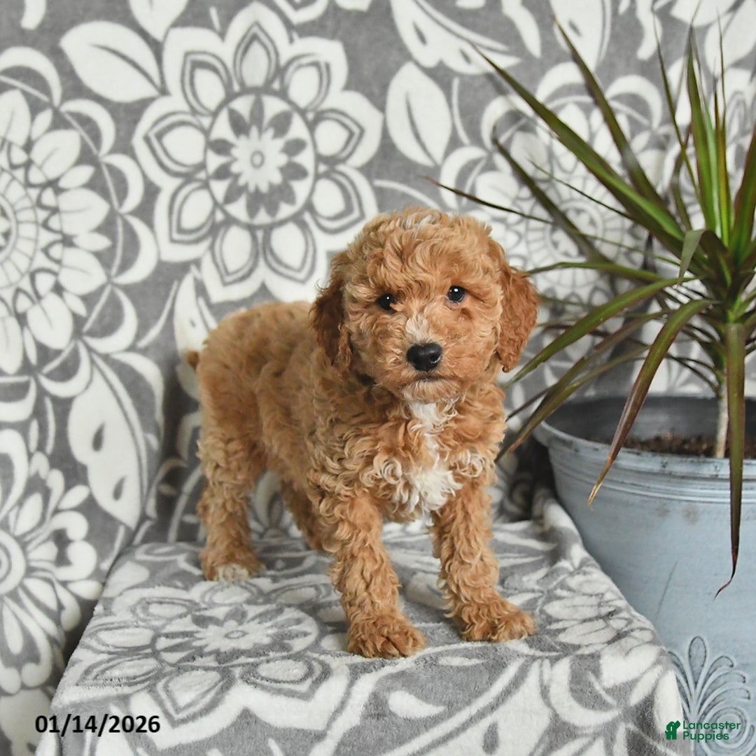 Mini Goldendoodle dogs for sale: Rusty - Ad 3