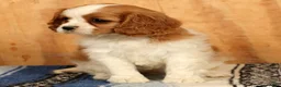 Cavalier King Charles Spaniel dogs for sale: Petunia - Ad 4