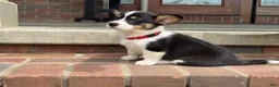 Welsh Corgi Pembroke dogs for sale: Poppy - Ad 6