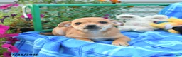 Mixed Breed dogs for sale: Teddy - Ad 4