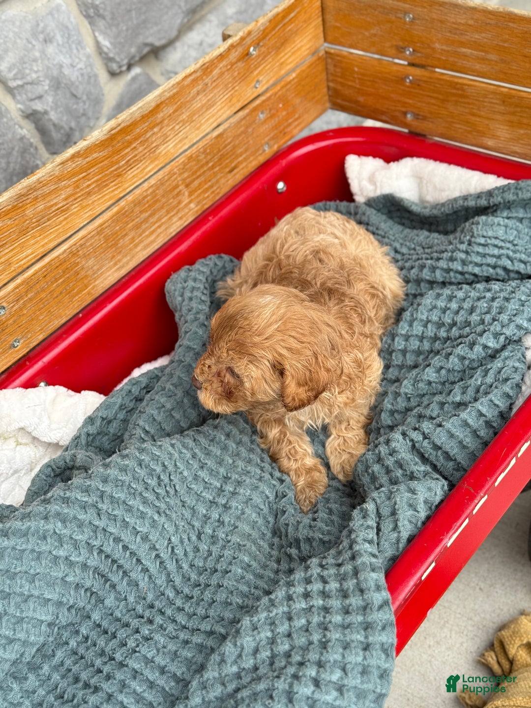 Cavapoo dogs for sale: Ace - Ad 2