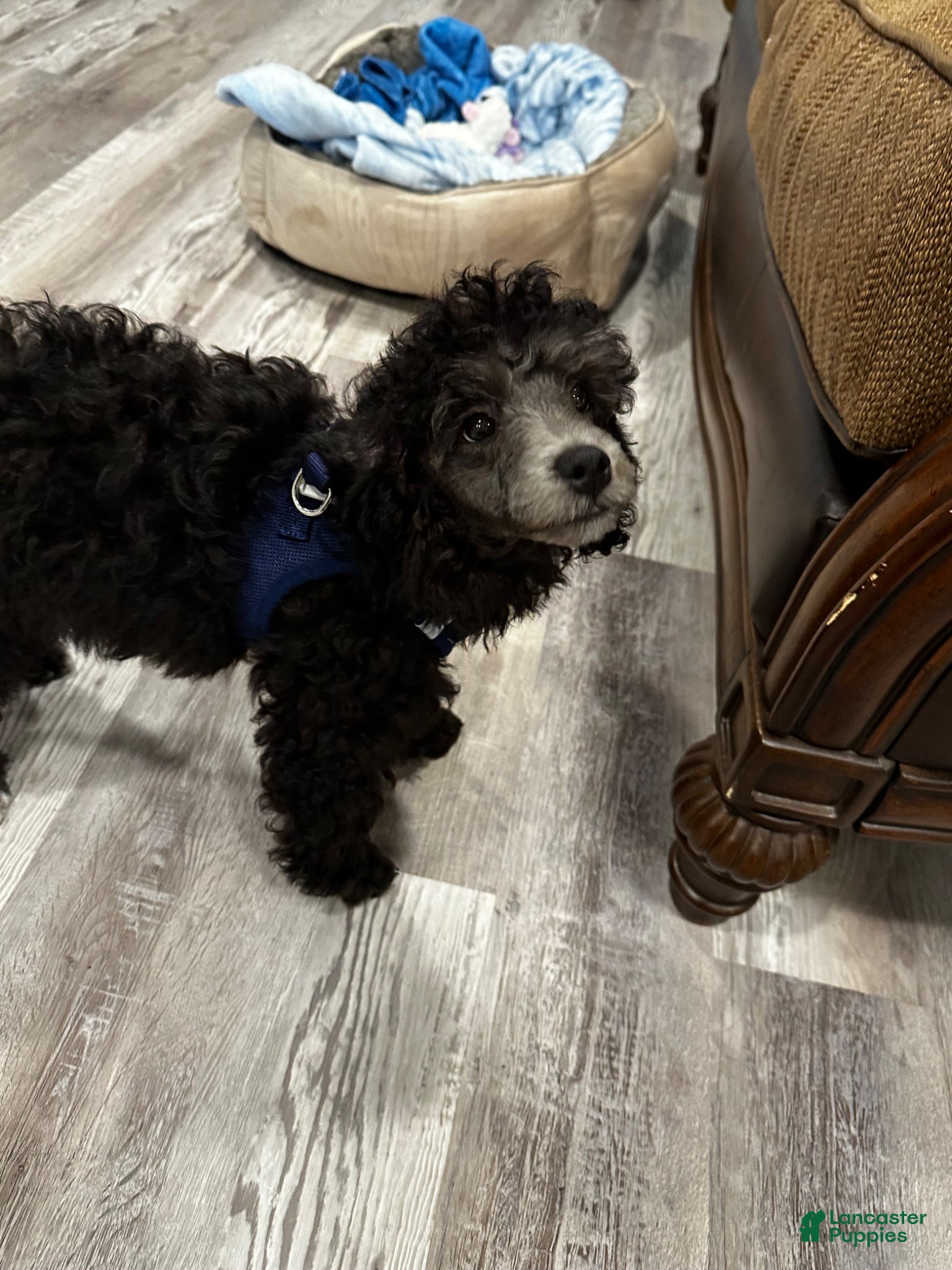 Toy Poodle dogs for sale: Toy Poodle Puppy 1 - Ad 2