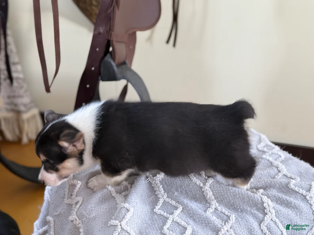 Welsh Corgi Pembroke dogs for sale: Fudge - Ad 2