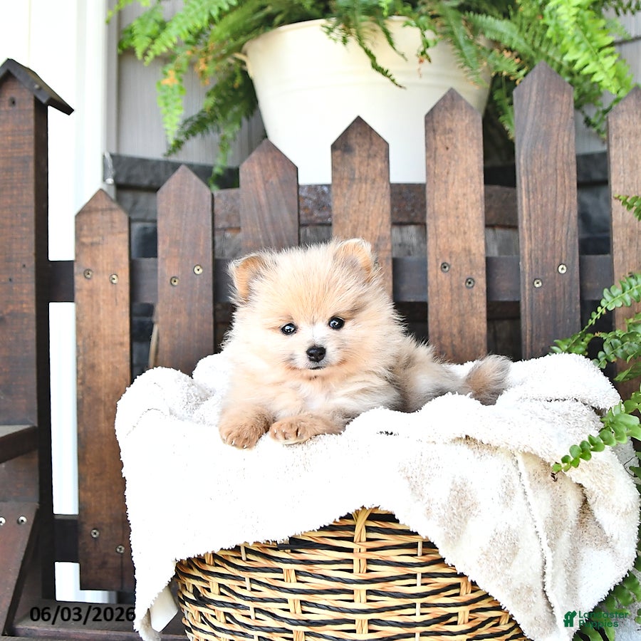 Pomeranian dogs for sale: Teddy - Ad 4