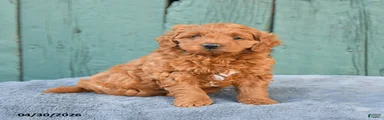 Rosie