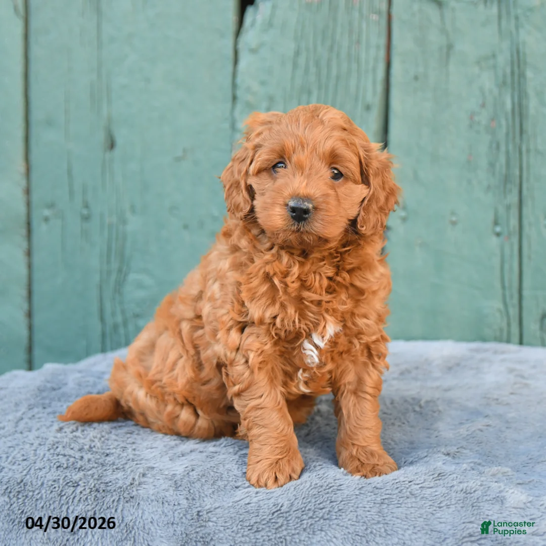 Mini Goldendoodle dogs for sale: Rosie - Ad 1