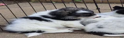 Pomsky dogs for sale: Shadow  - Ad 4