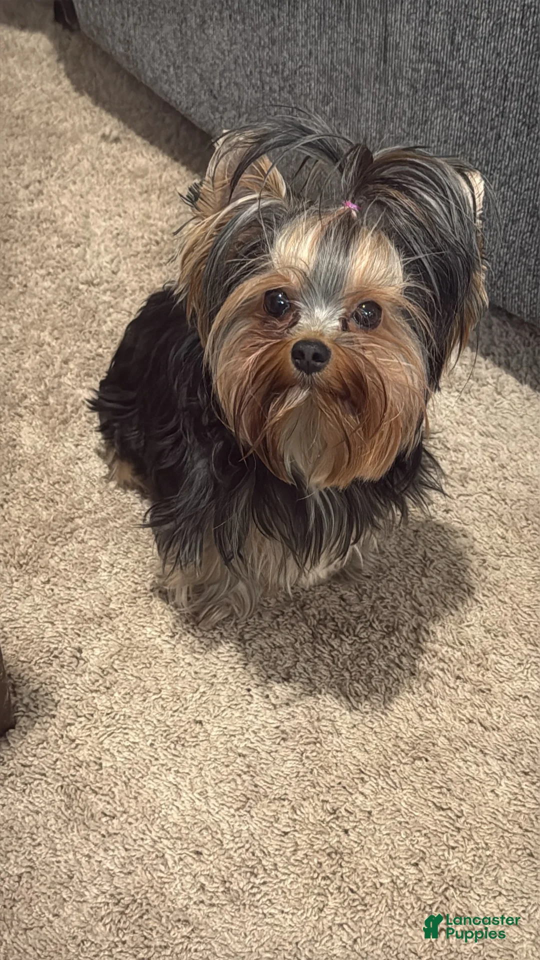 Yorkshire Terrier dogs for sale: Comet  - Ad 6