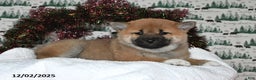Shiba Inu dogs for sale: Liliana - Ad 4