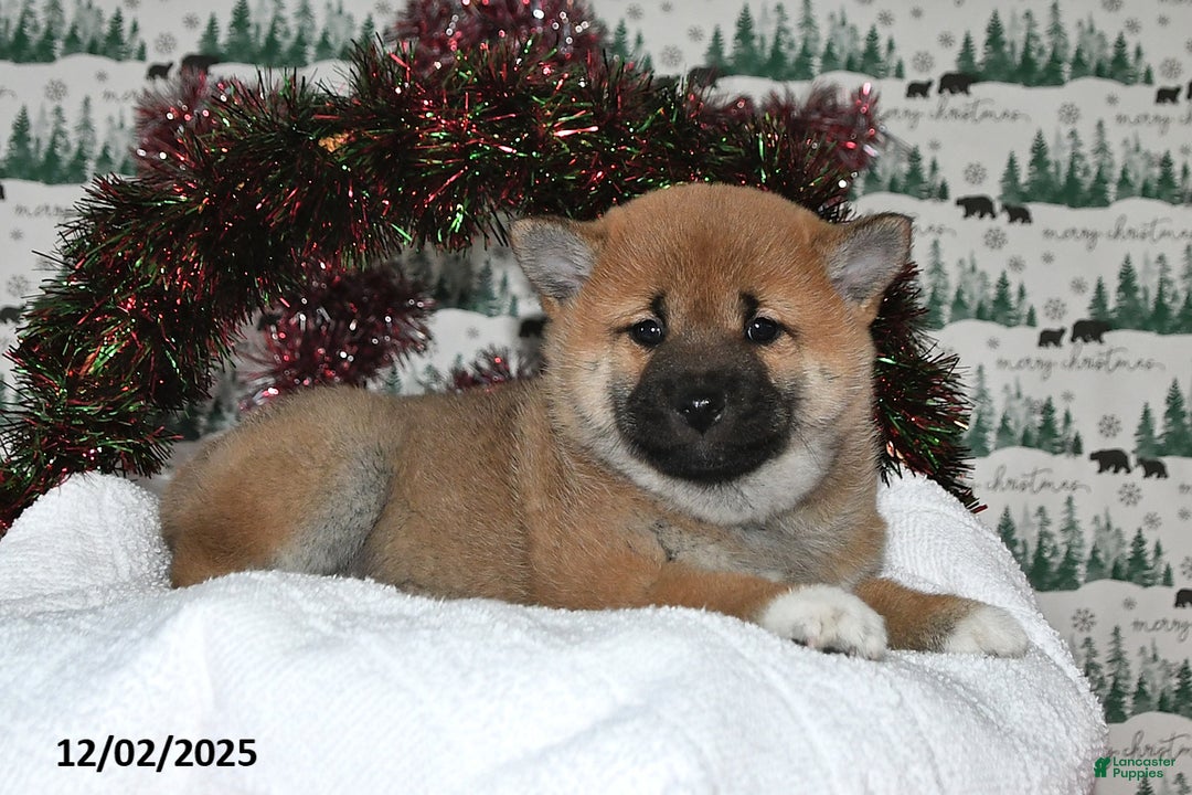 Shiba Inu dogs for sale: Liliana - Ad 4