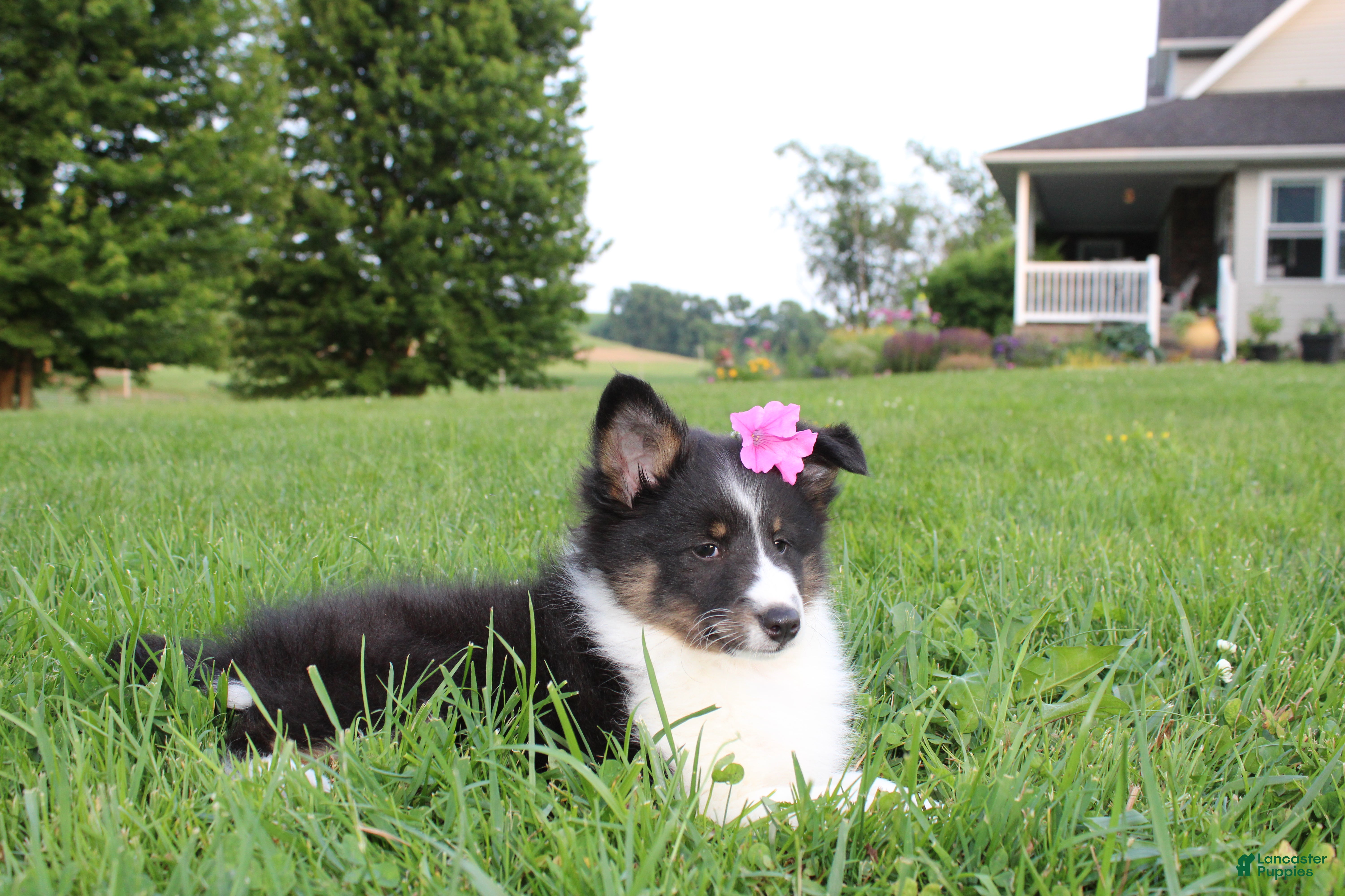 Shetland Sheepdog dogs Blake Shetland Sheepdog Puppy  - Ad 2