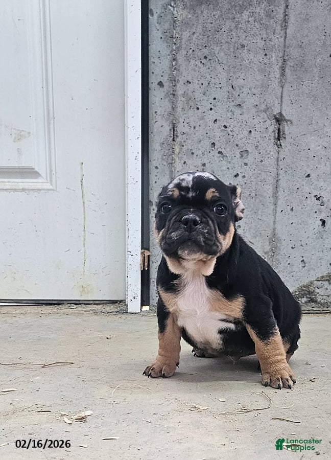 Frenchton dogs Billy - Ad 1