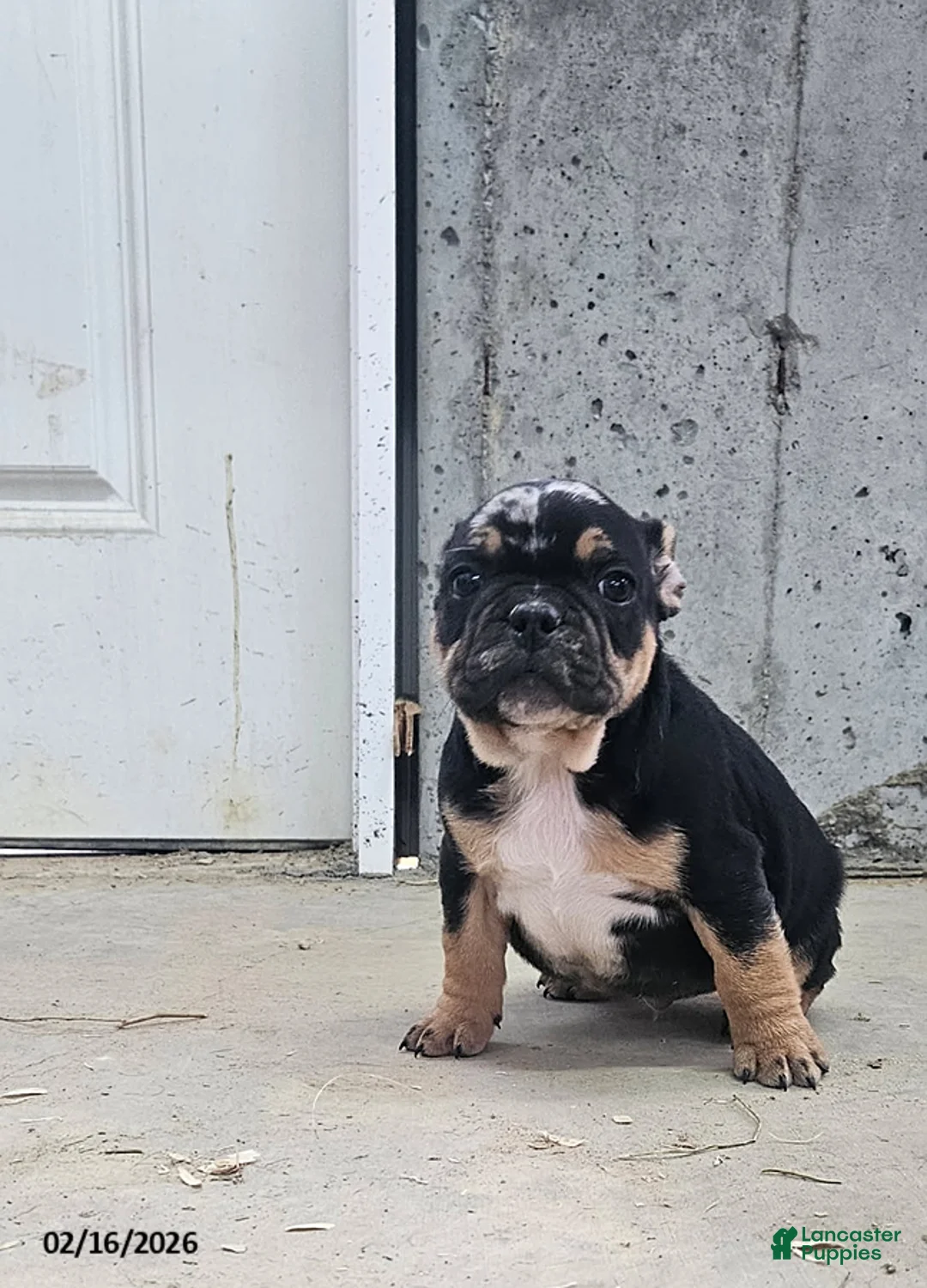 Frenchton dogs for sale: Billy - Ad 1