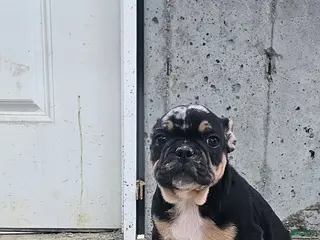 Frenchton dogs for sale: Billy - Ad 2