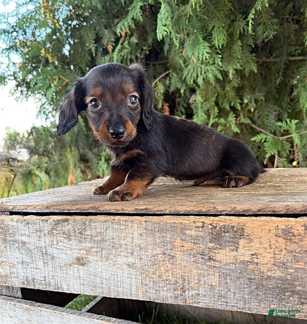 Miniature Dachshund dogs Boaz - Ad 2