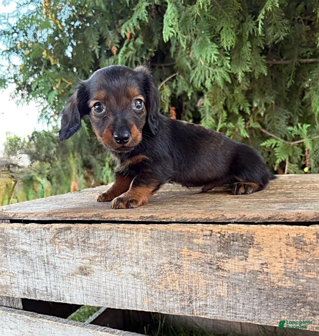 Miniature Dachshund dogs for sale: Boaz - Ad 2