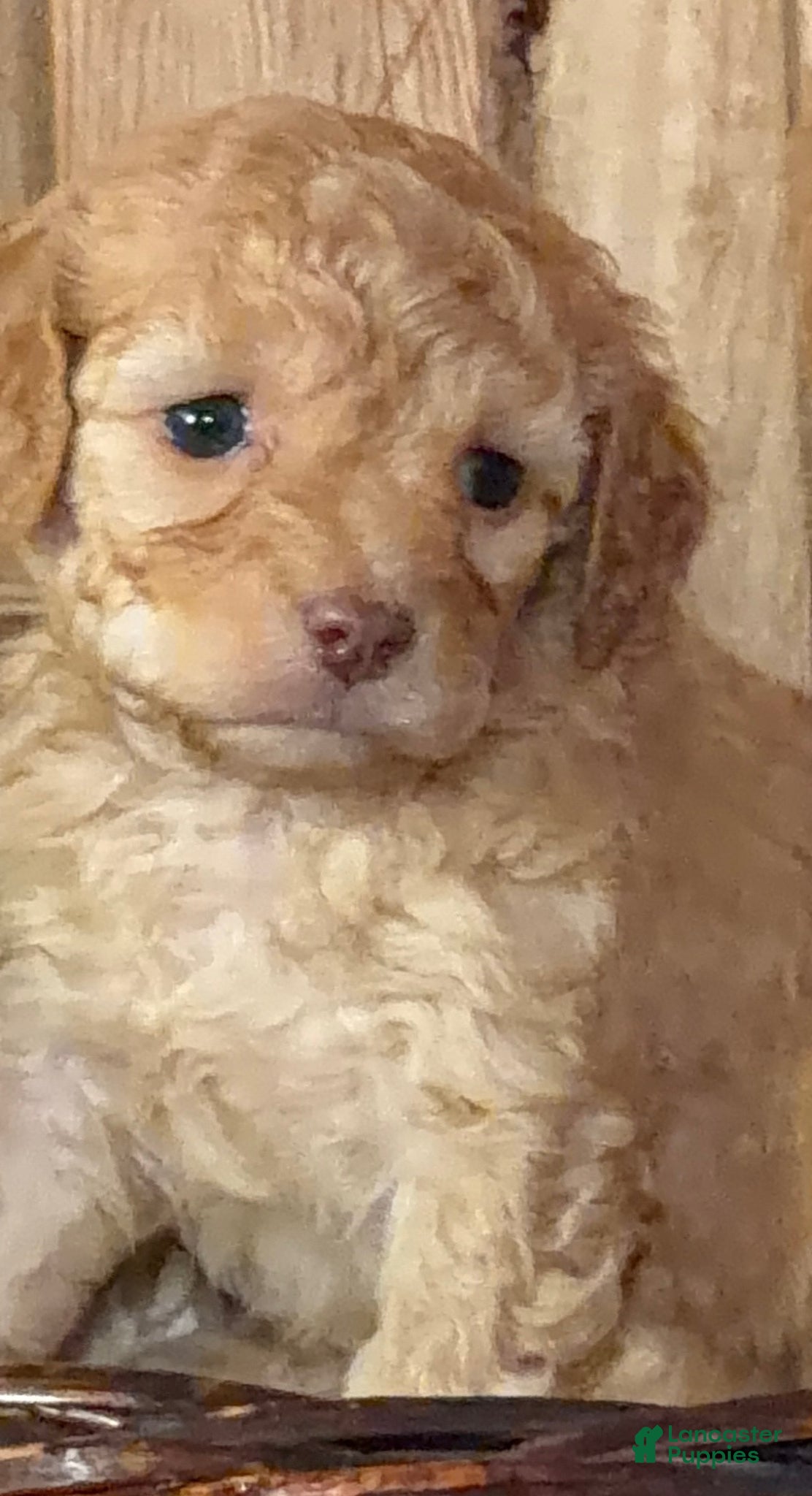 Cavapoo dogs Lottie, A Precious, Petite, F1B Cavapoo Girl  - Ad 1