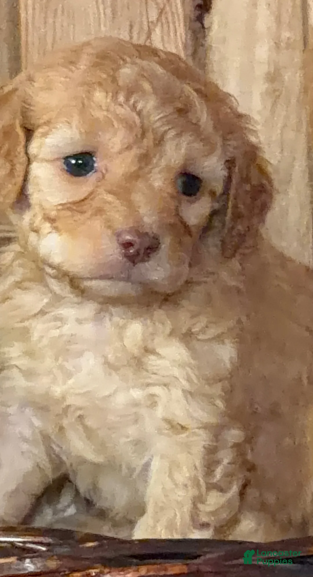 Cavapoo dogs for sale: Lottie, A Precious, Petite, F1B Cavapoo Girl  - Ad 1