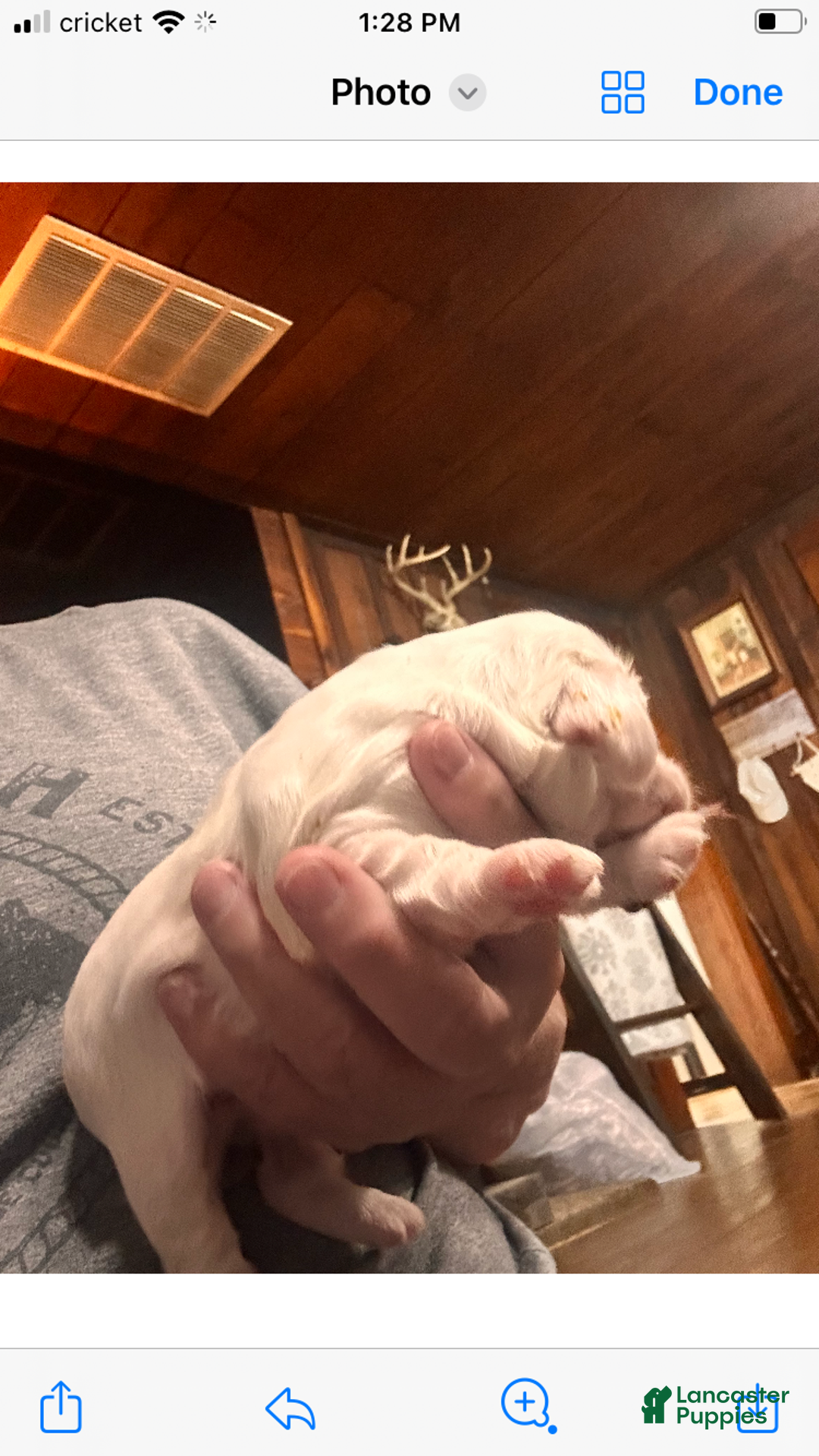 Cocker Spaniel dogs for sale: Momo  - Ad 3