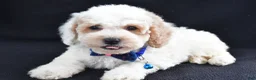Miniature Poodle dogs for sale: Lennie - Ad 1