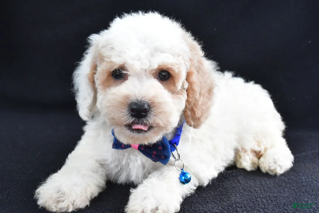 Miniature Poodle dogs for sale: Lennie - Ad 1