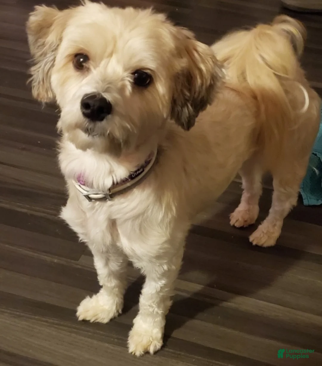 Havanese dogs for sale: Havanese Puppy 1 - Ad 3