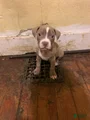 American Bully Puppy 1