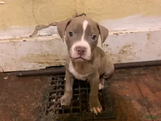 American Bully dogs American Bully Puppy 1 - Ad 37