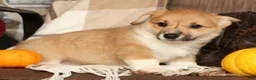 Welsh Corgi Pembroke dogs for sale: Tonya - Ad 8