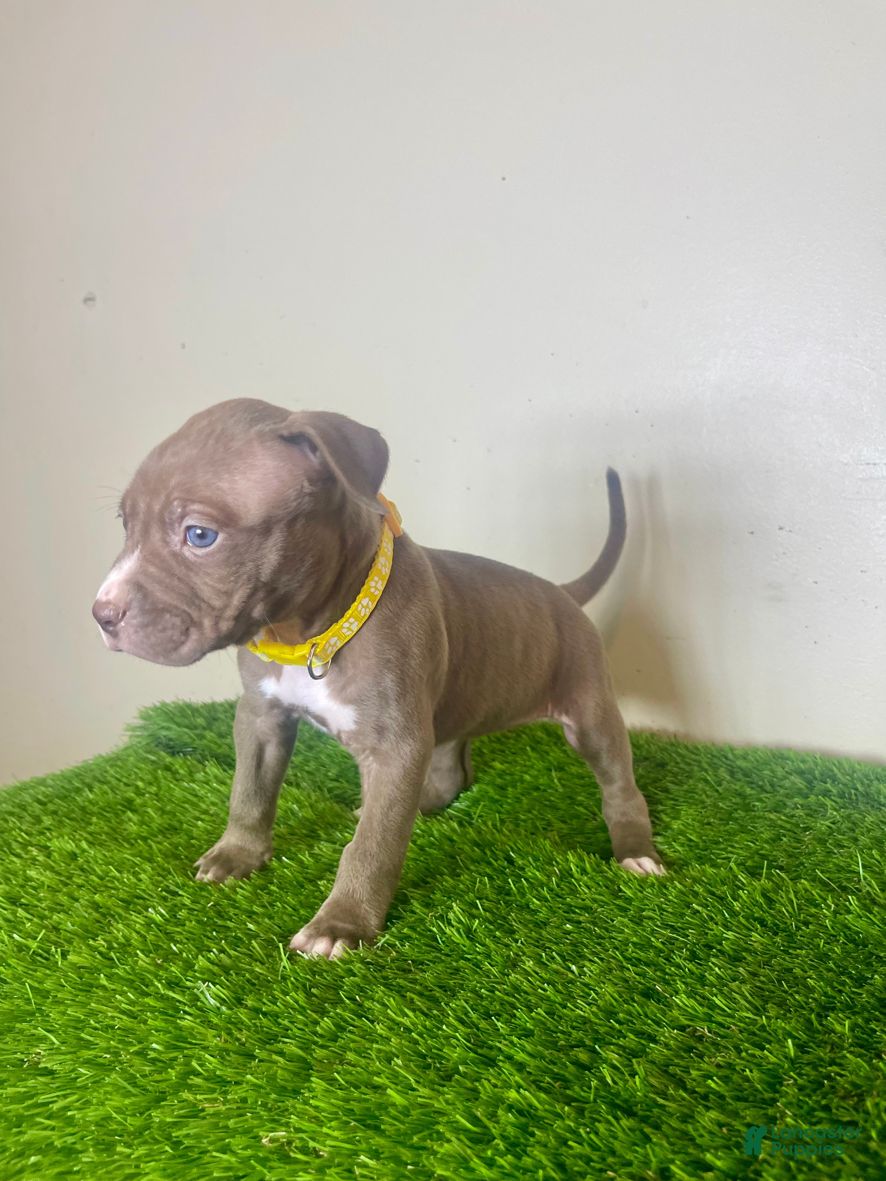 American Bully dogs American Bully Female 1 - Ad 2