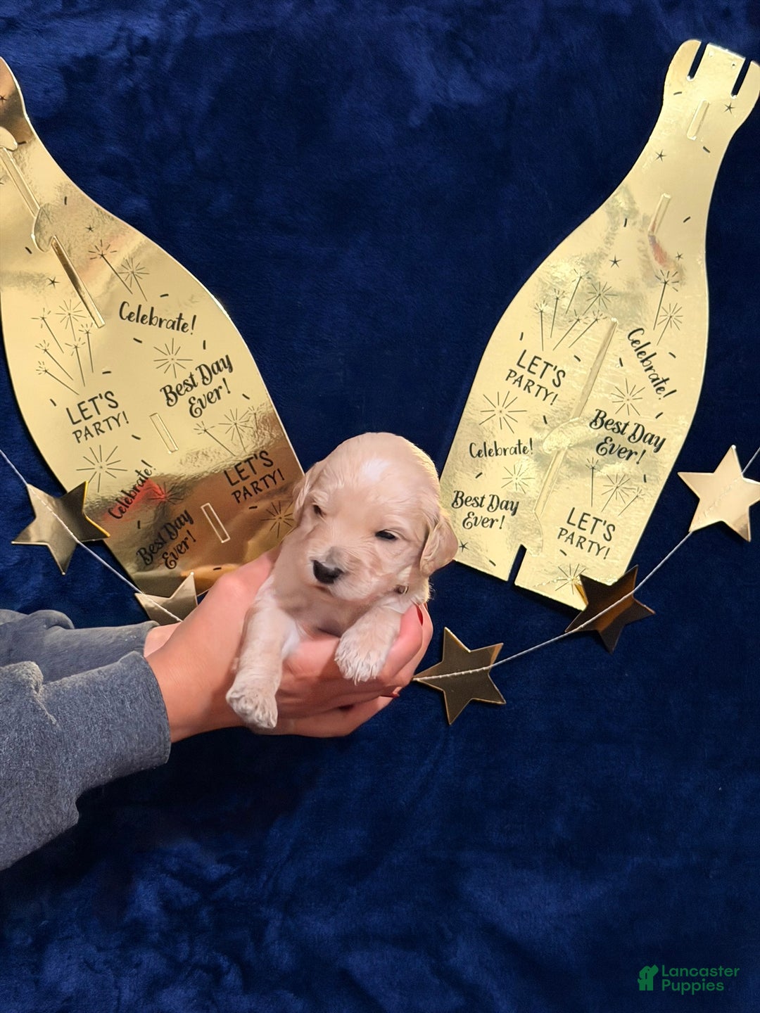 Goldendoodle dogs for sale: Goldendoodle Puppy 5 - Ad 5