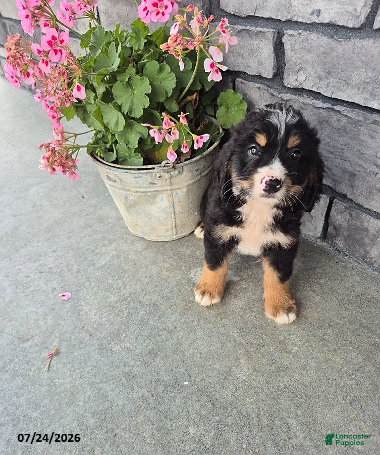 Mini Bernedoodle dogs for sale: Ethan - Ad 4
