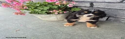 Mini Bernedoodle dogs for sale: Ethan - Ad 1