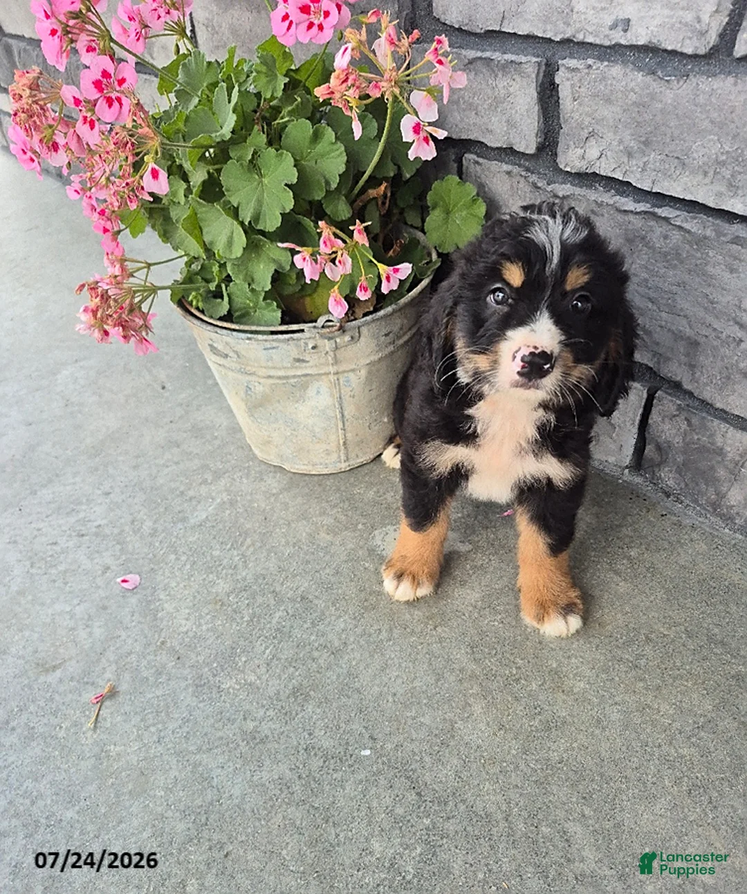 Mini Bernedoodle dogs for sale: Ethan - Ad 1
