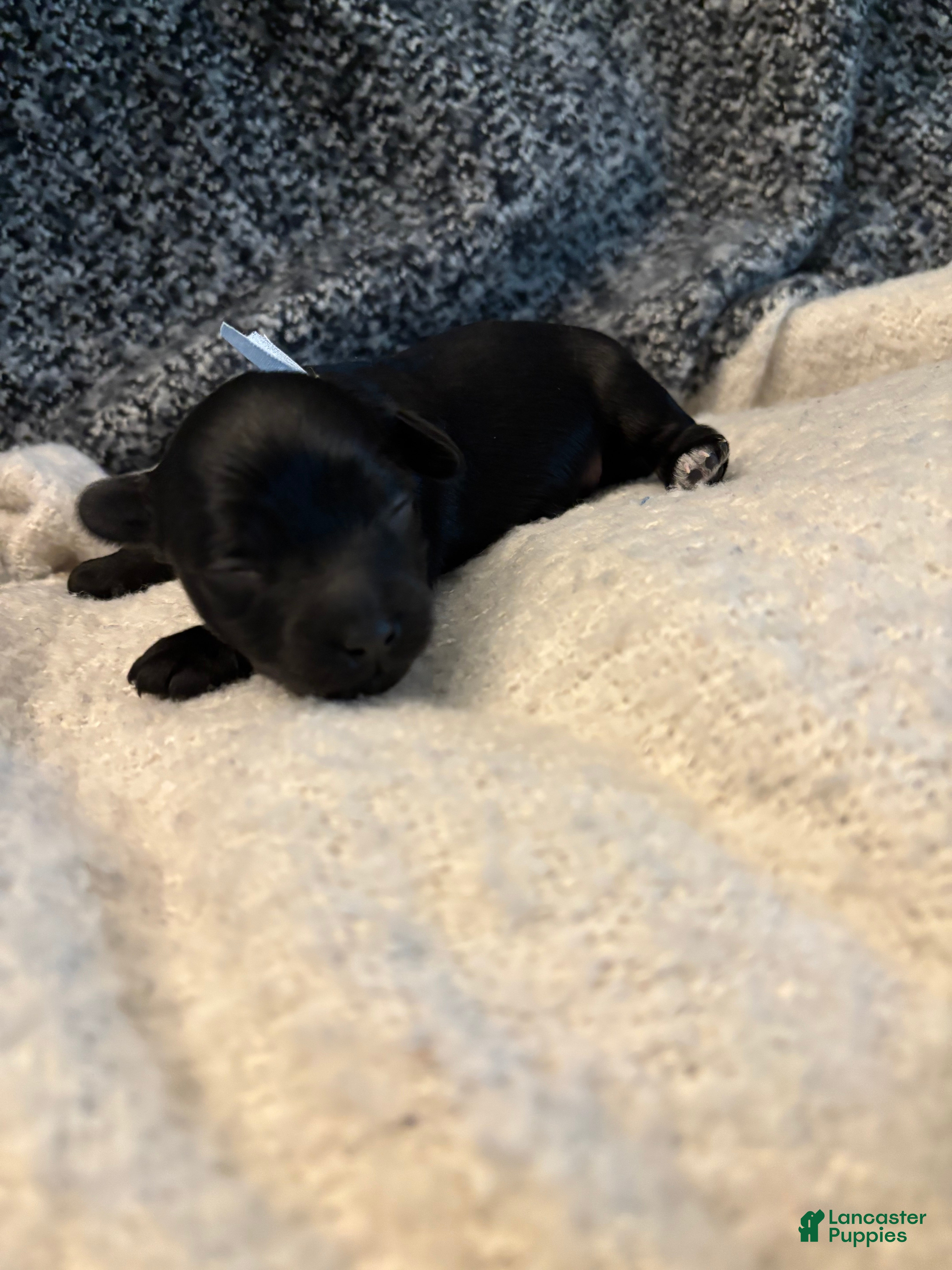 Yorkiepoo dogs Ringo - Ad 1