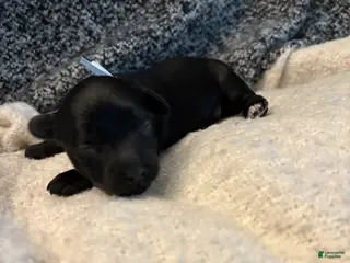 Yorkiepoo dogs for sale: Ringo - Ad 2