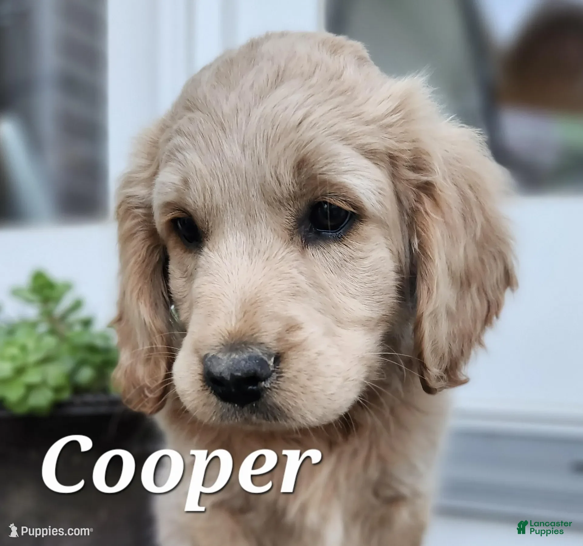 Mixed Breed dogs Cooper - Ad 24