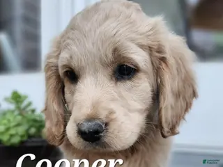 Mixed Breed dogs Cooper - Ad 33