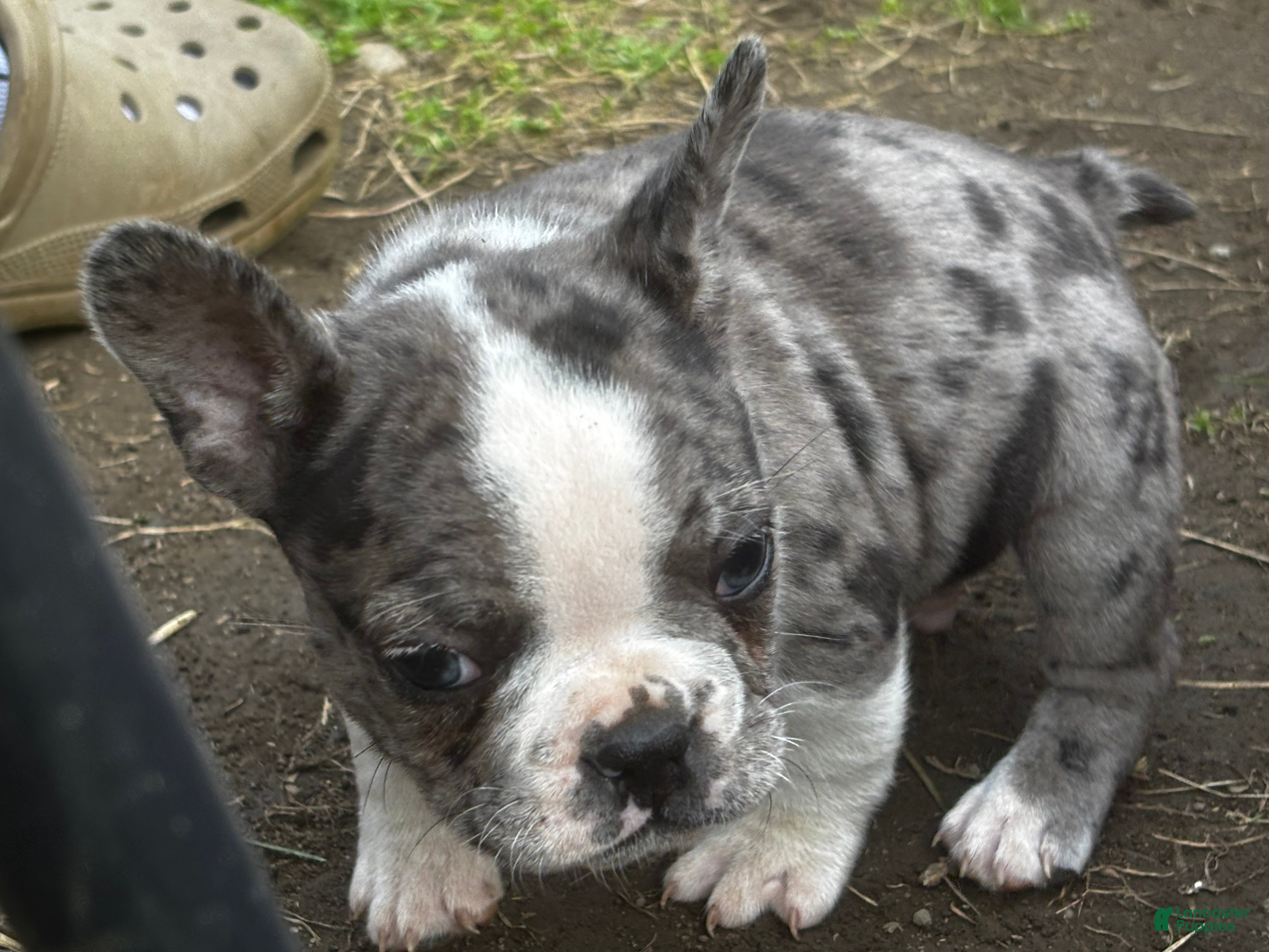 Mixed Breed dogs Wally - Ad 37