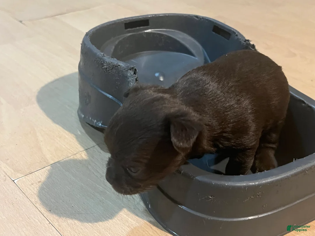 Chihuahua dogs for sale: Chihuahua Puppy 2 - Ad 2